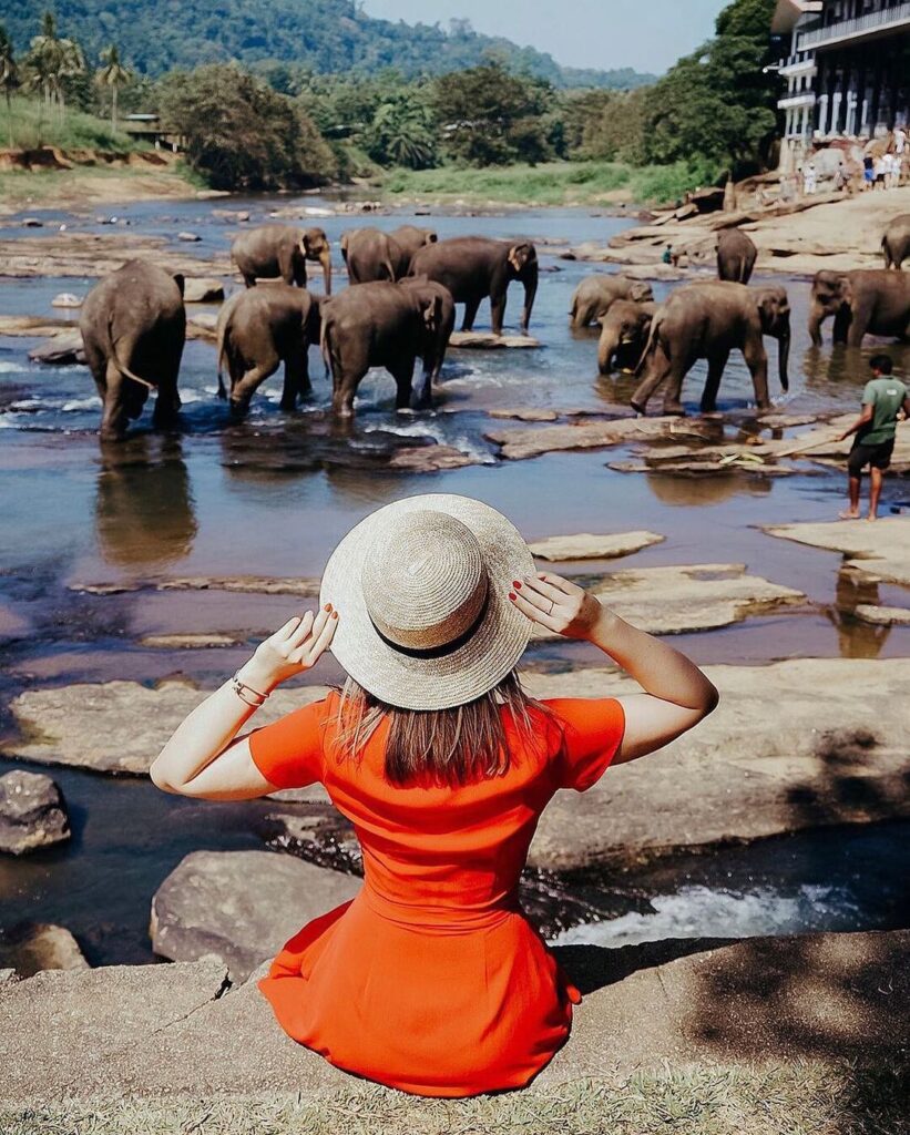 Pinnawala Elephant orphanage ticket price
