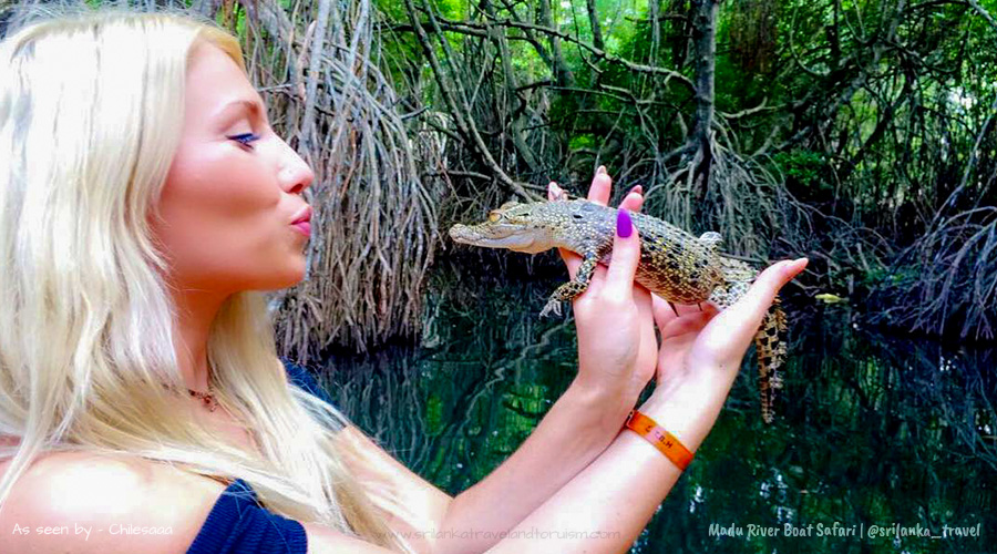 Madu River Boat Safari Ticket Price