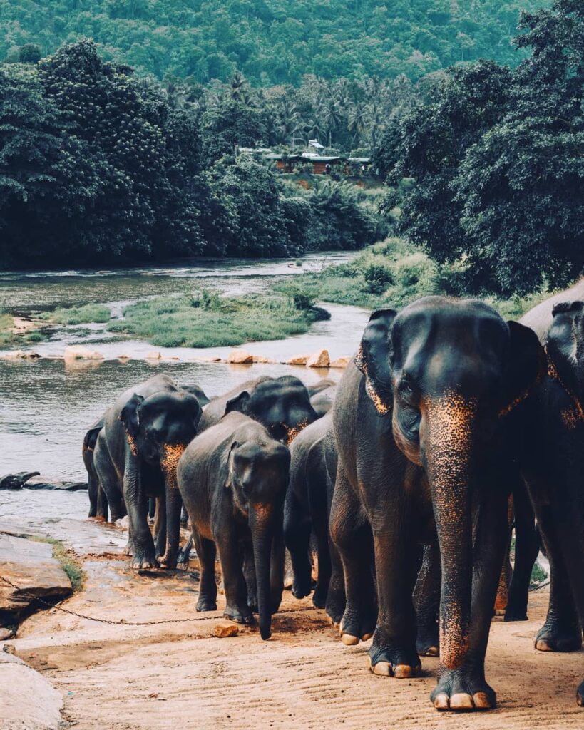 Pinnawala Elephant orphanage ticket price