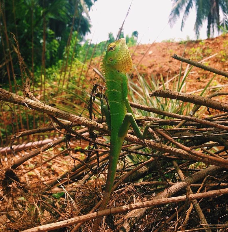 Sinharaja Ticket Price