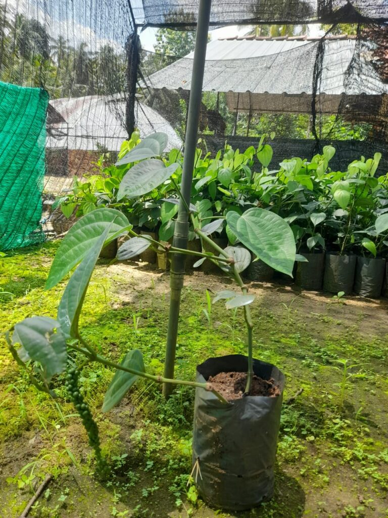 Ceylon Black Peppercorn Price