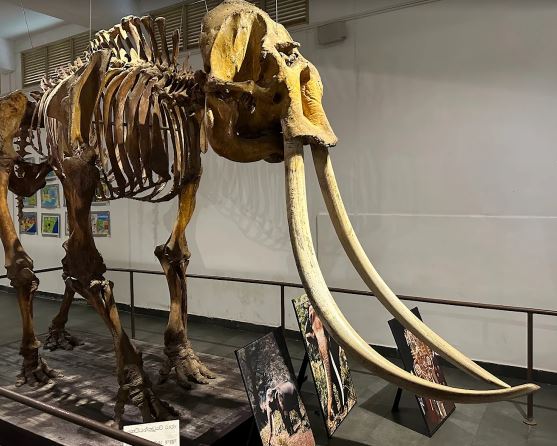 National Museum of Colombo Ticket Price