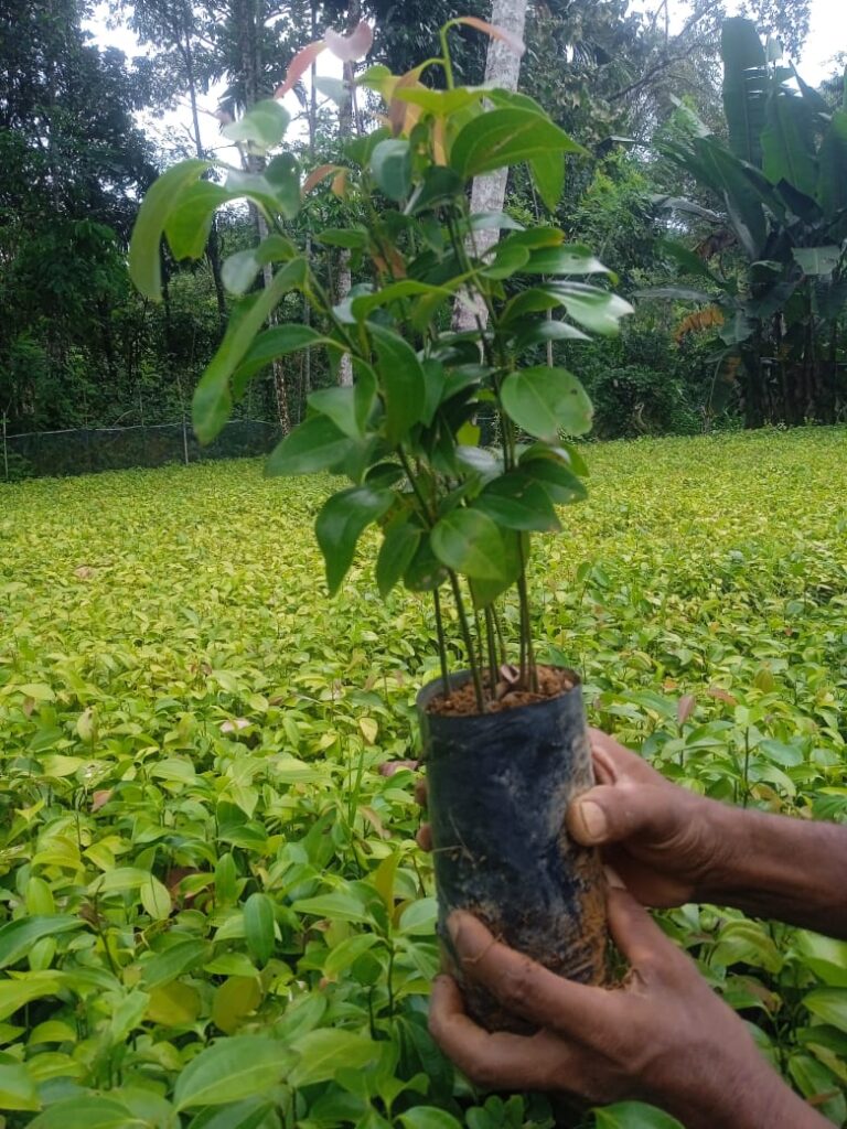 Ceylon Cinnamon Stick Price